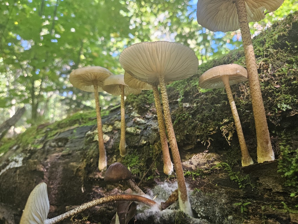 이재성(천송이)