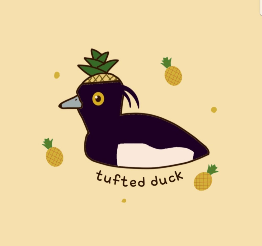 파인애플댕기흰죽지(강건우)