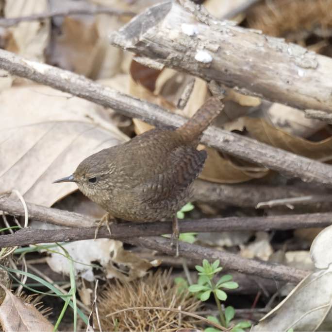 쇠제비(고건율)