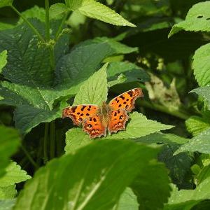 미션 개설하면 메일오닝?