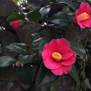 2018 K-BON 기후변화생물지표 모니터링 - 식물 