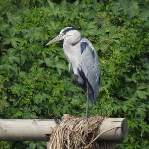 미미의 승인미션