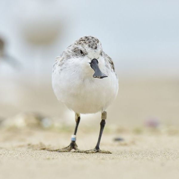 가재