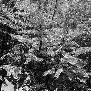 web네이처어링계정